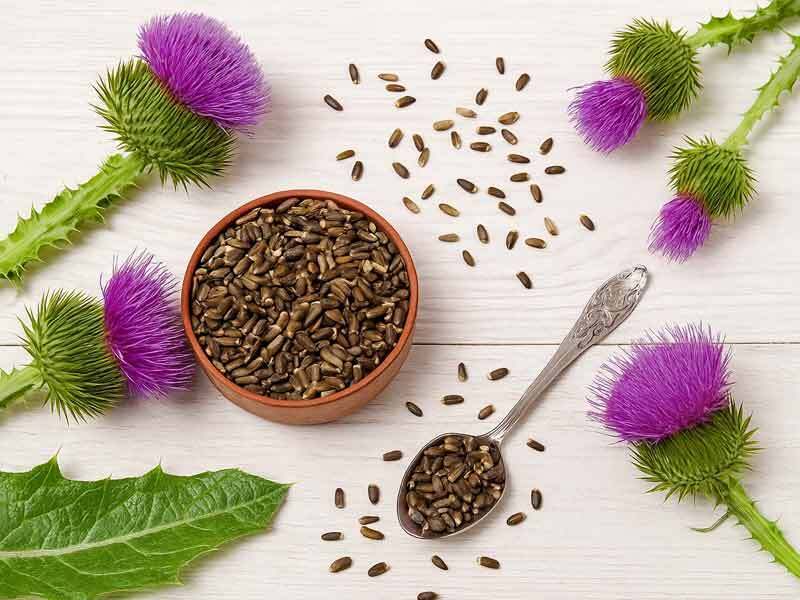Whole Milk Thistle Seeds