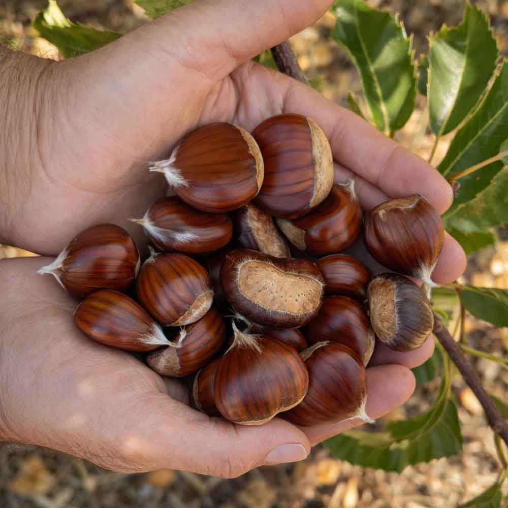 Title Premium Turkish Chestnuts - Grade A New Harvest