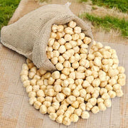 Premium Hazelnuts - Fresh Crunchy Nuts for Snacking & Baking