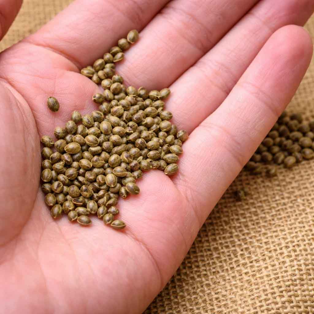 hemp plant seed Premium hulled hemp seeds – Elmarasi.com